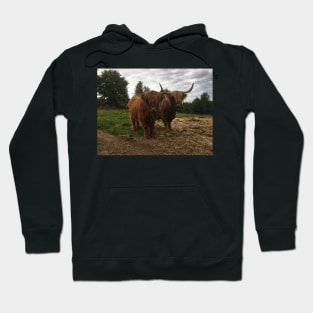 Scottish Highland Cattle Cow and Calf 2047 Hoodie